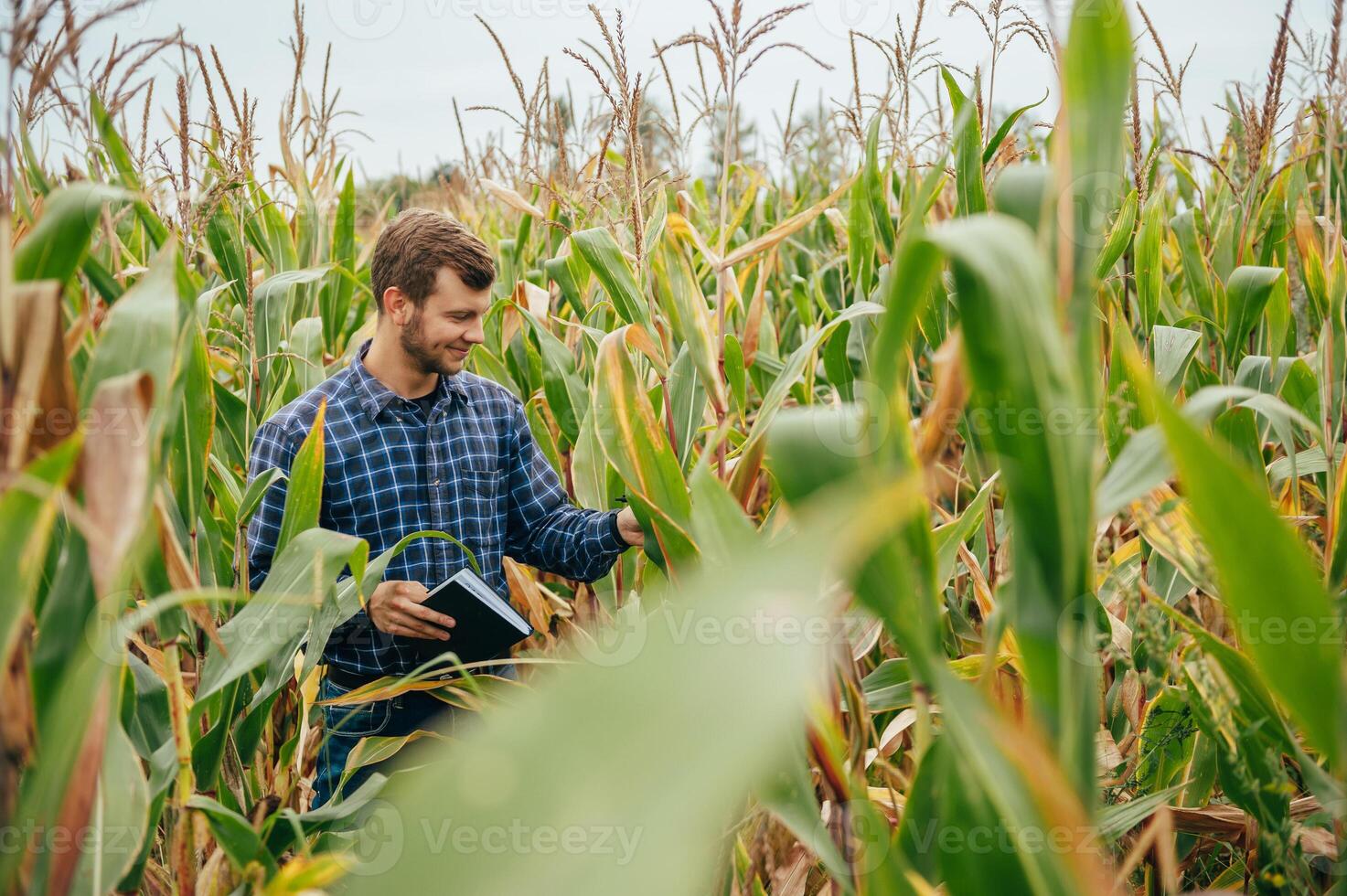 Agronomist holds tablet touch pad computer in the corn field and examining crops before harvesting. Agribusiness concept. agricultural engineer standing in a corn field with a tablet. photo