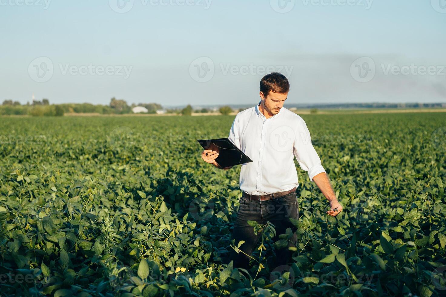Agronomist holds tablet touch pad computer in the soy field and examining crops before harvesting. Agribusiness concept. agricultural engineer standing in a soy field with a tablet in summer. photo