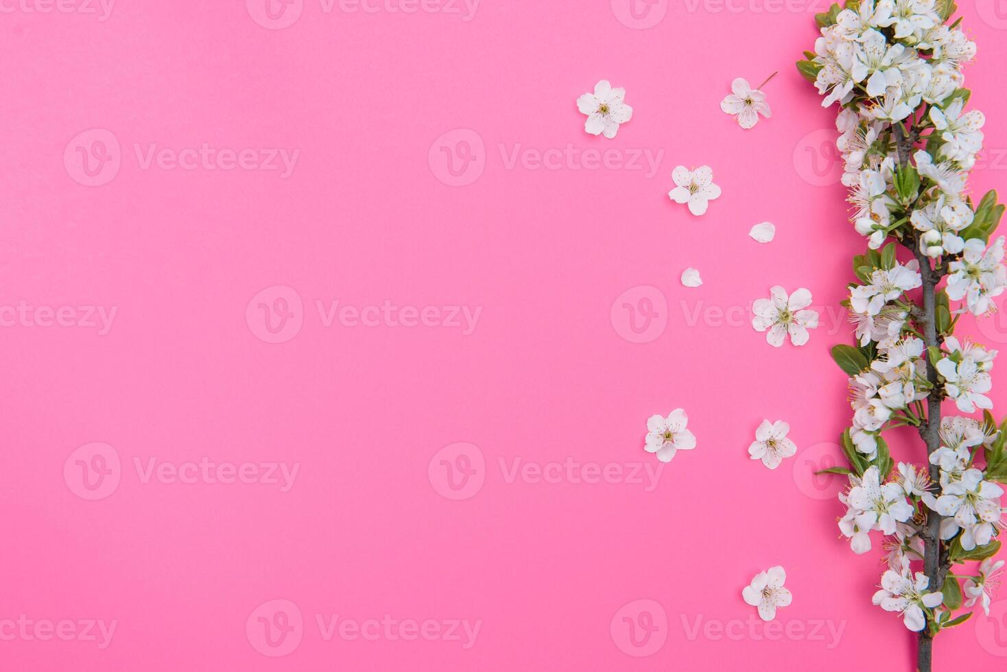 photo of spring white cherry blossom tree on pink background. View from above, flat lay, copy space. Spring and summer background