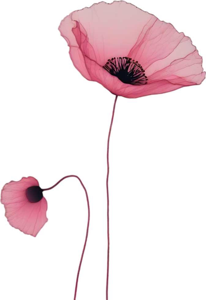 Close-up painting of poppy flowers. Ai Generate png