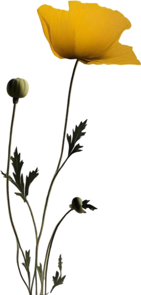 Close-up painting of poppy flowers. Ai Generate png