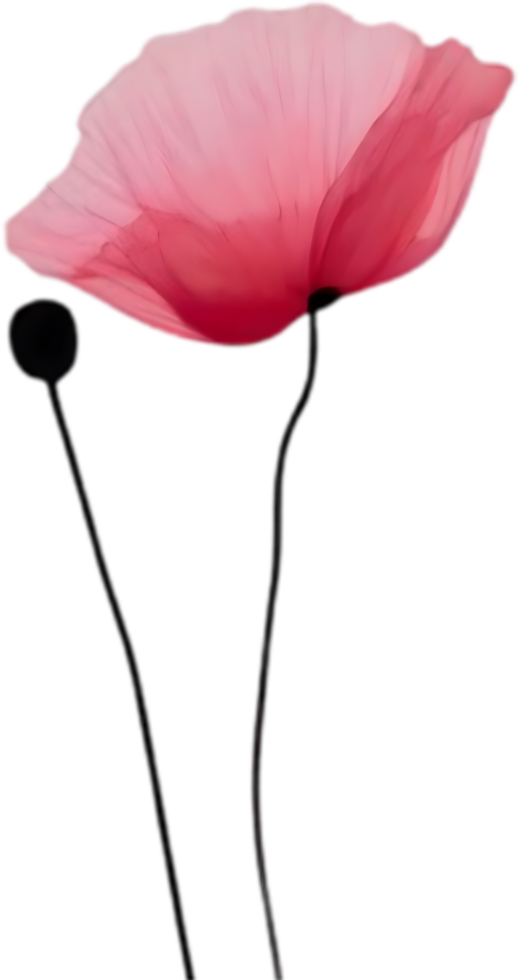 Close-up painting of poppy flowers. Ai Generate png