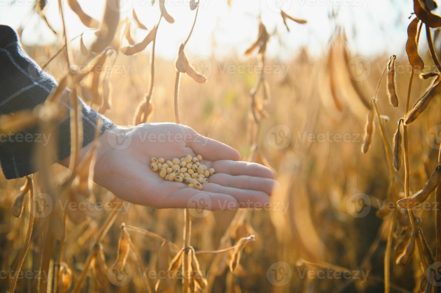 Close up of farmer's hand holding ripe soybean pod in cultivated field. photo