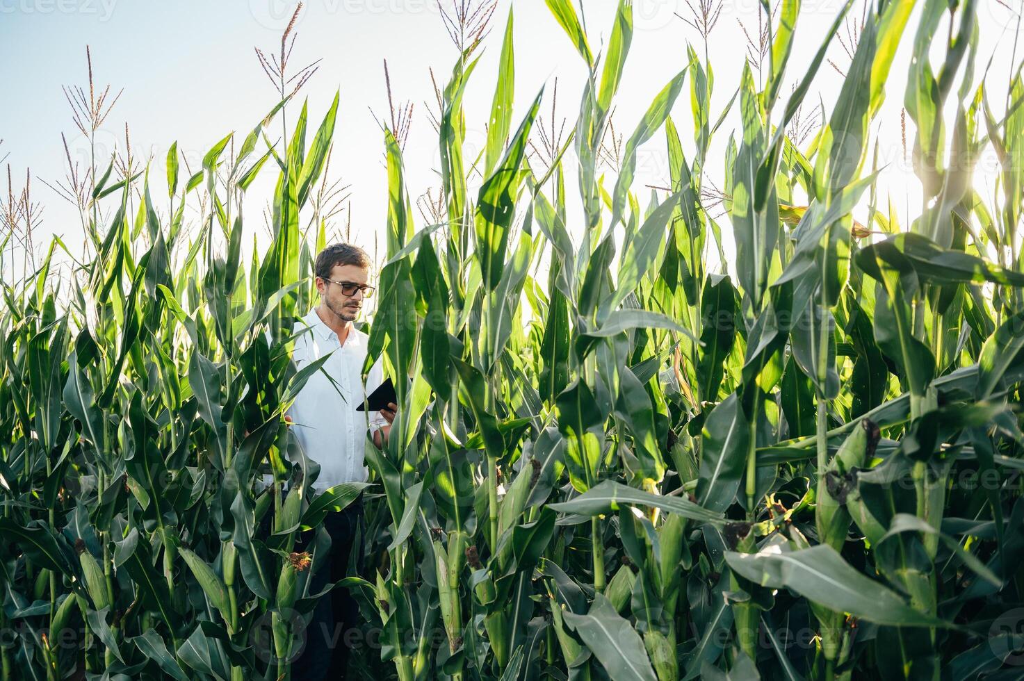 Agronomist holds tablet touch pad computer in the corn field and examining crops before harvesting. Agribusiness concept. agricultural engineer standing in a corn field with a tablet in summer. photo