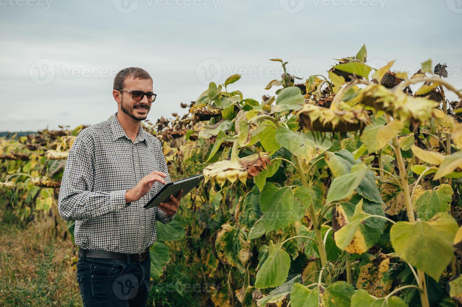 Agronomist holds tablet touch pad computer in the sunflower field and examining crops before harvesting. Agribusiness concept. agricultural engineer standing in a sunflower field with a tablet. photo