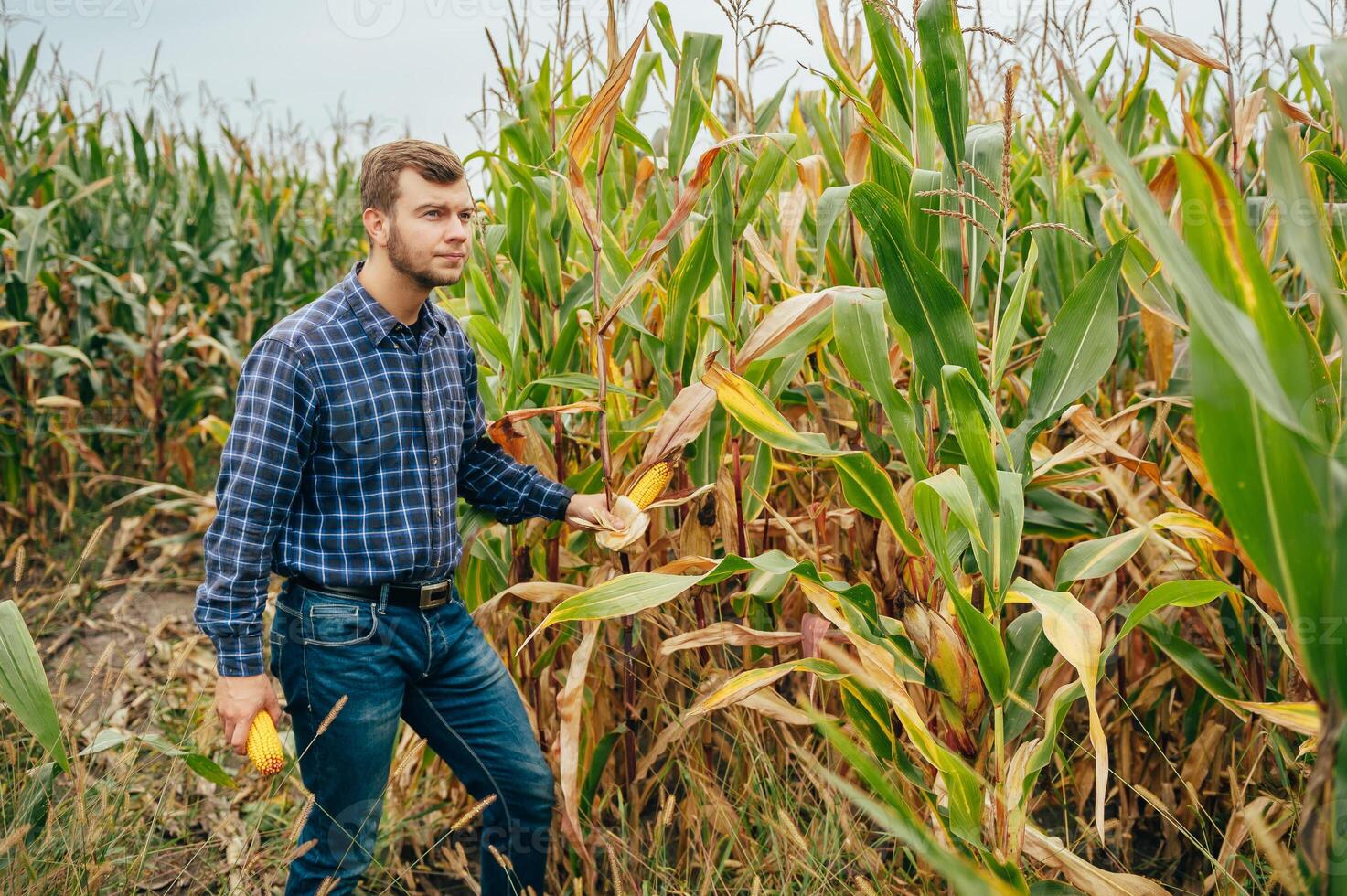 Agronomist holds tablet touch pad computer in the corn field and examining crops before harvesting. Agribusiness concept. agricultural engineer standing in a corn field with a tablet. photo