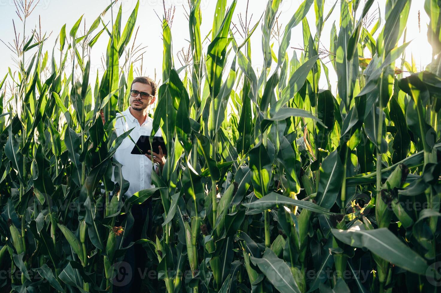 Agronomist holds tablet touch pad computer in the corn field and examining crops before harvesting. Agribusiness concept. agricultural engineer standing in a corn field with a tablet in summer. photo