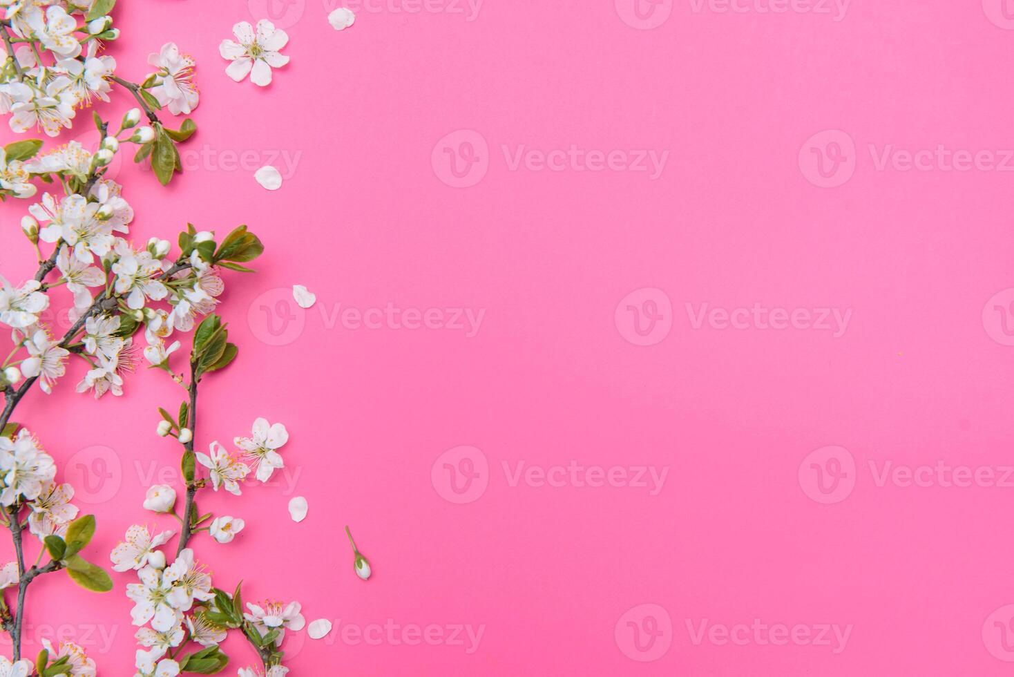 photo of spring white cherry blossom tree on pink background. View from above, flat lay, copy space. Spring and summer background