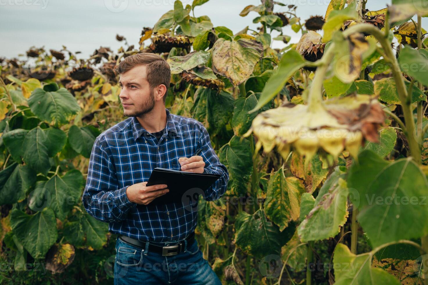 Agronomist holds tablet touch pad computer in the sunflower field and examining crops before harvesting. Agribusiness concept. agricultural engineer standing in a sunflower field with a tablet. photo