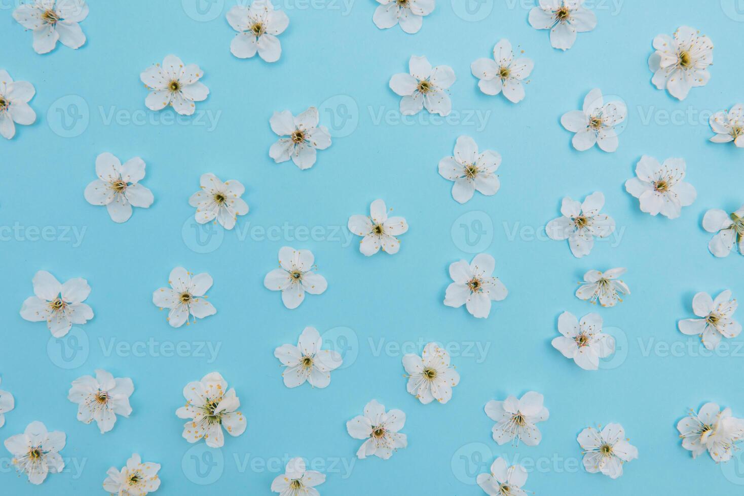 photo of spring white cherry blossom tree on blue background. View from above, flat lay, copy space. Spring and summer background. cherry blossom on a blue background