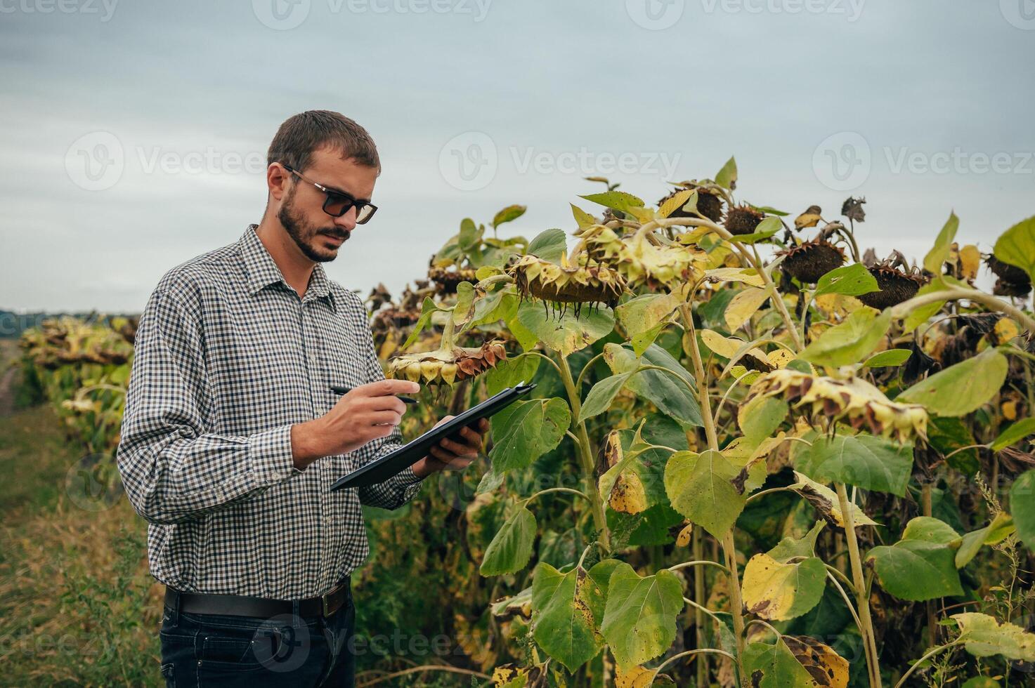 Agronomist holds tablet touch pad computer in the sunflower field and examining crops before harvesting. Agribusiness concept. agricultural engineer standing in a sunflower field with a tablet. photo
