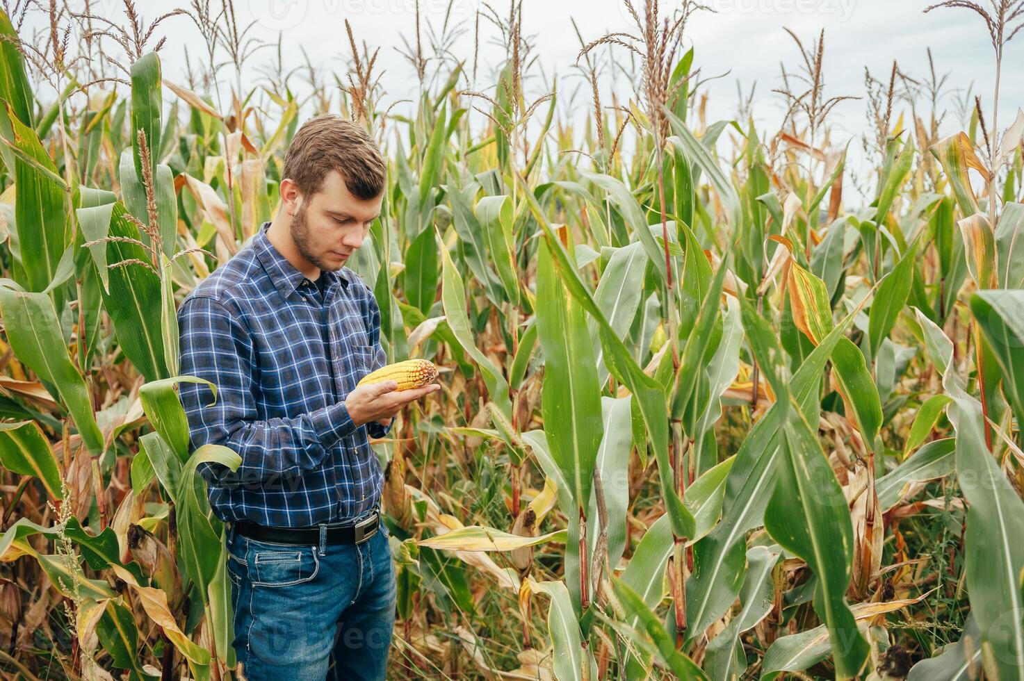 Agronomist holds tablet touch pad computer in the corn field and examining crops before harvesting. Agribusiness concept. agricultural engineer standing in a corn field with a tablet. photo