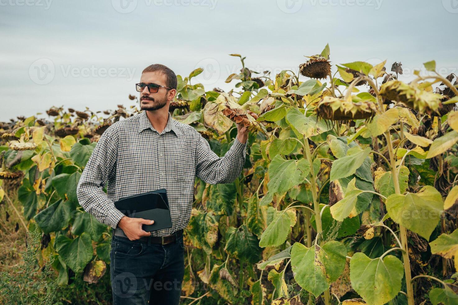 Agronomist holds tablet touch pad computer in the sunflower field and examining crops before harvesting. Agribusiness concept. agricultural engineer standing in a sunflower field with a tablet. photo