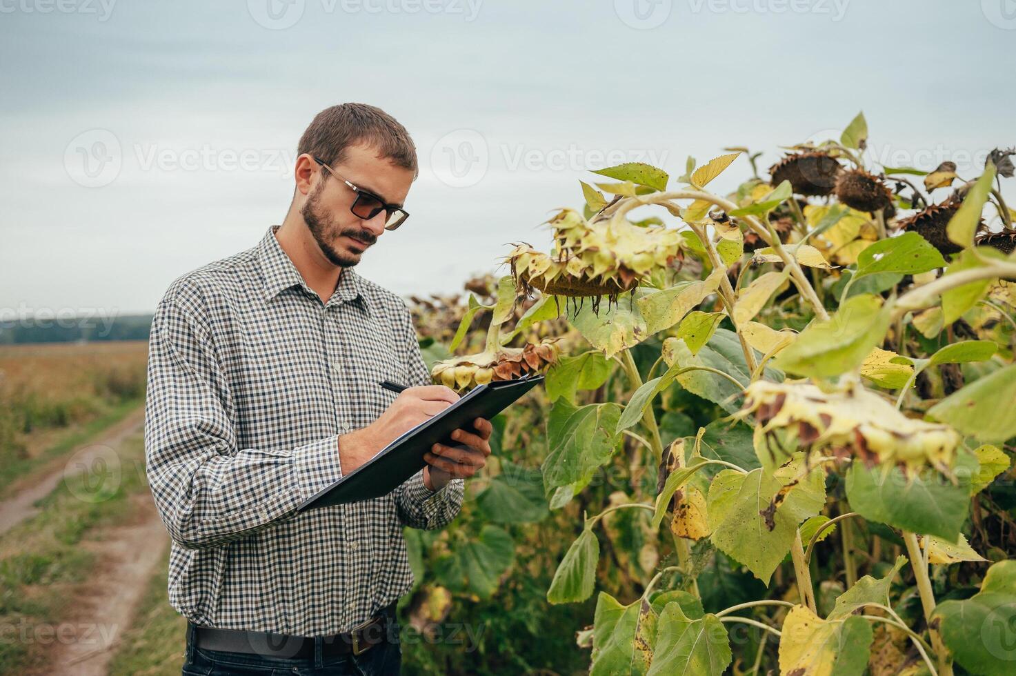 Agronomist holds tablet touch pad computer in the sunflower field and examining crops before harvesting. Agribusiness concept. agricultural engineer standing in a sunflower field with a tablet. photo