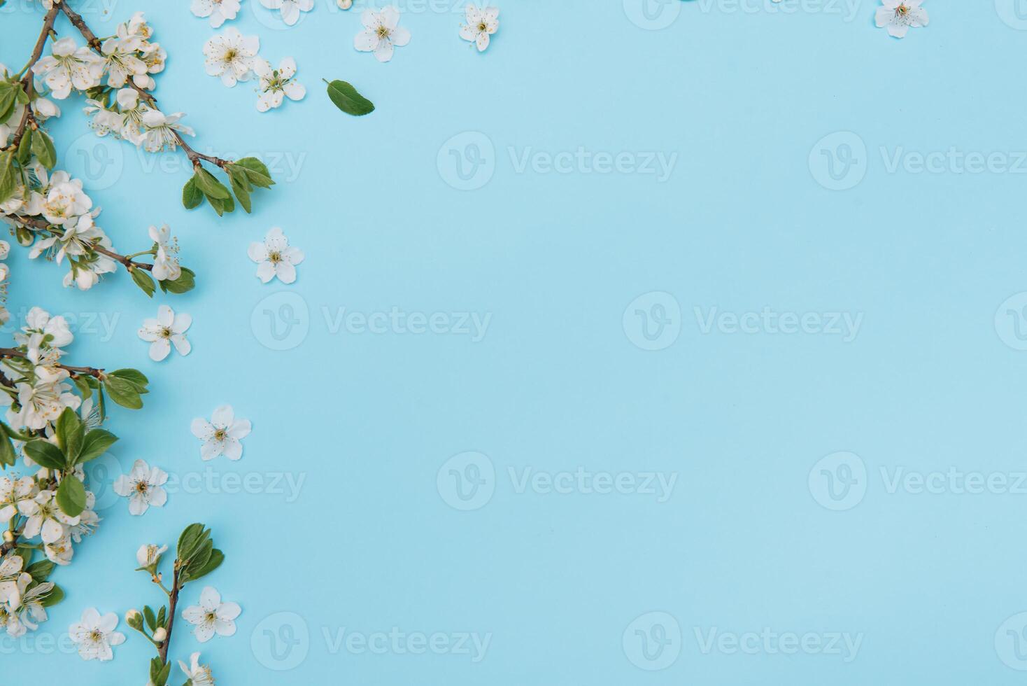 photo of spring white cherry blossom tree on blue background. View from above, flat lay, copy space. Spring and summer background.