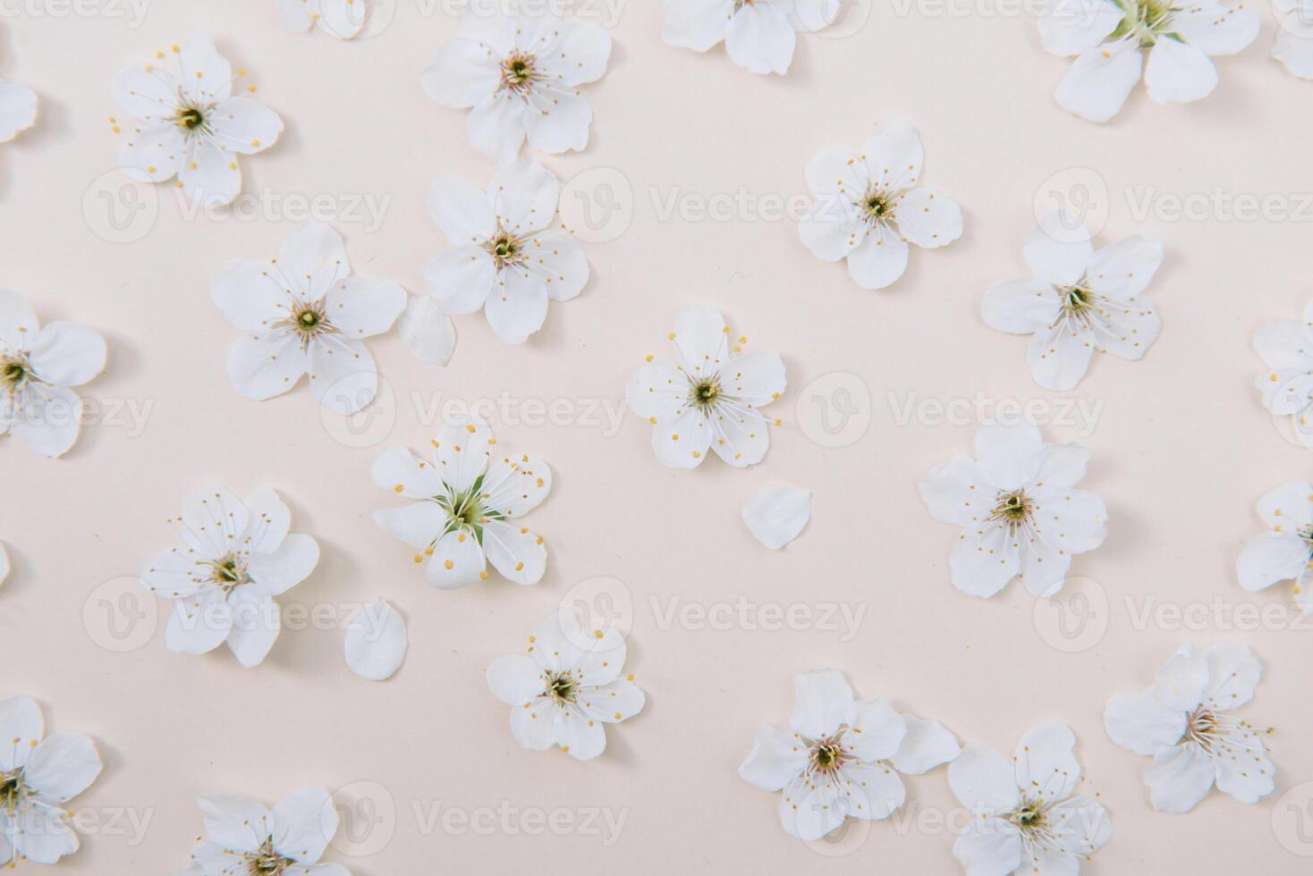 White pastel spring flower on color background . Cherry blossom flower illustration. spring and summer background. Top view. photo
