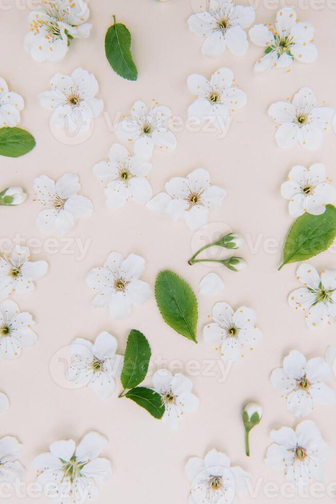 White pastel spring flower on color background . Cherry blossom flower illustration. spring and summer background. Top view. photo