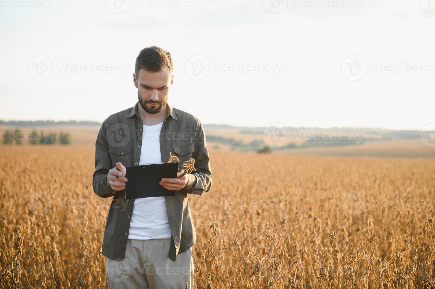 Agronomist inspects soybean crop in agricultural field - Agro concept - farmer in soybean plantation on farm. photo