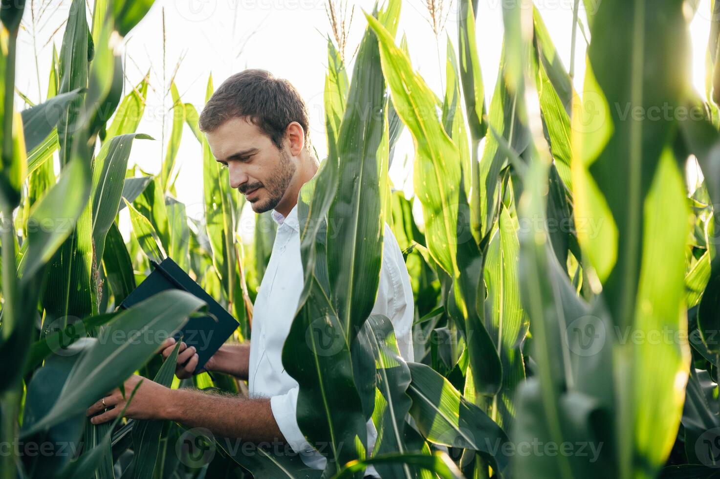 Agronomist holds tablet touch pad computer in the corn field and examining crops before harvesting. Agribusiness concept. agricultural engineer standing in a corn field with a tablet in summer. photo