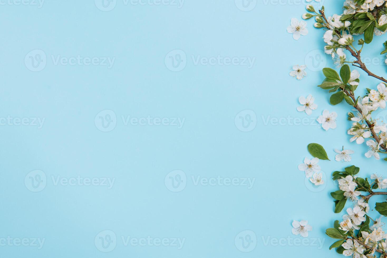 photo of spring white cherry blossom tree on blue background. View from above, flat lay, copy space. Spring and summer background.