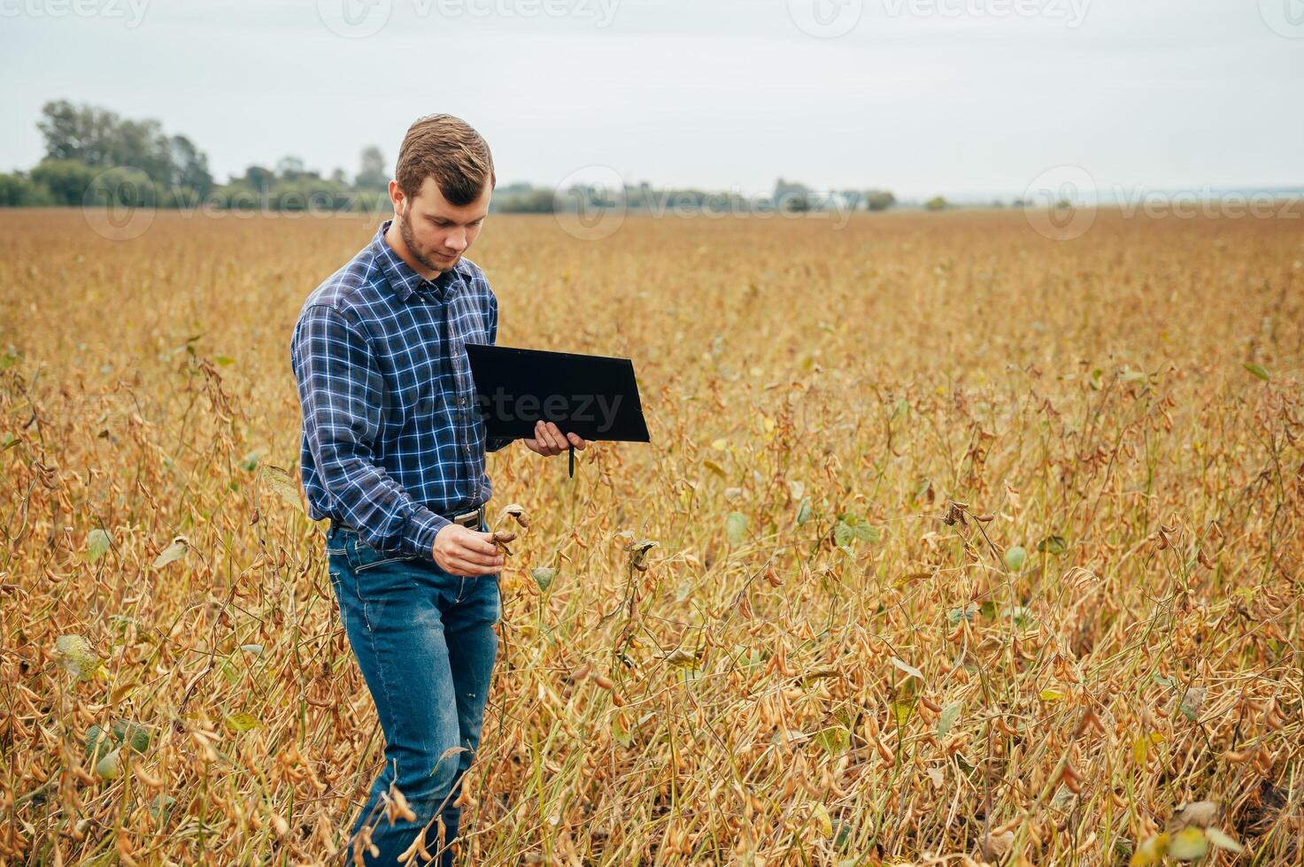 Agronomist holds tablet touch pad computer in the soy field and examining crops before harvesting. Agribusiness concept. agricultural engineer standing in a soy field with a tablet. photo