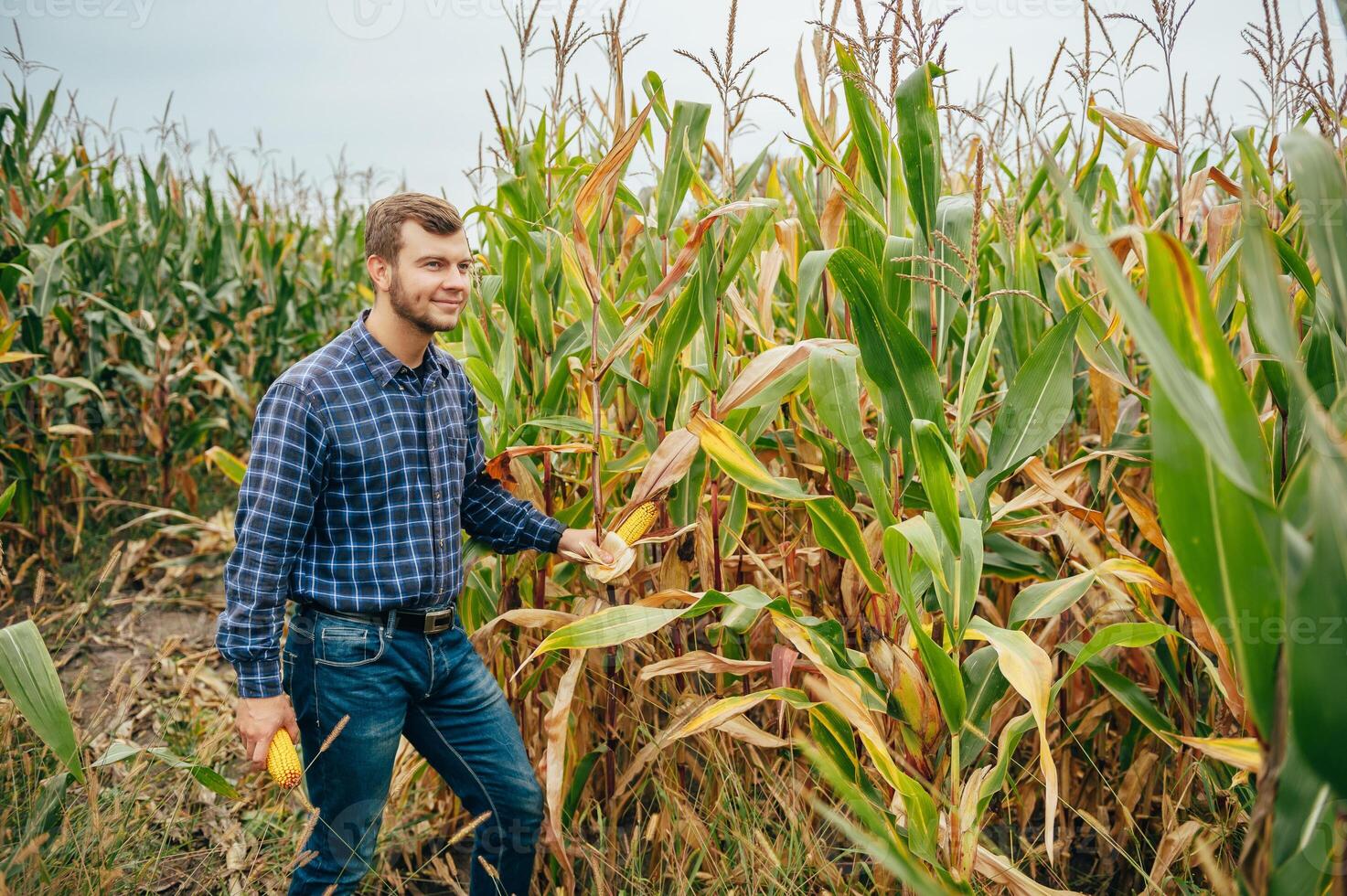 Agronomist holds tablet touch pad computer in the corn field and examining crops before harvesting. Agribusiness concept. agricultural engineer standing in a corn field with a tablet. photo