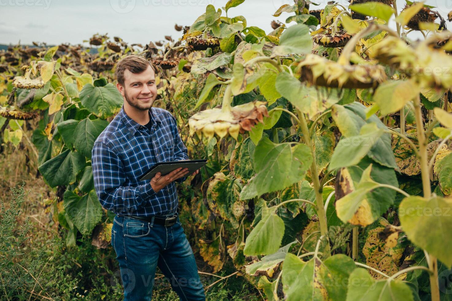 Agronomist holds tablet touch pad computer in the sunflower field and examining crops before harvesting. Agribusiness concept. agricultural engineer standing in a sunflower field with a tablet. photo