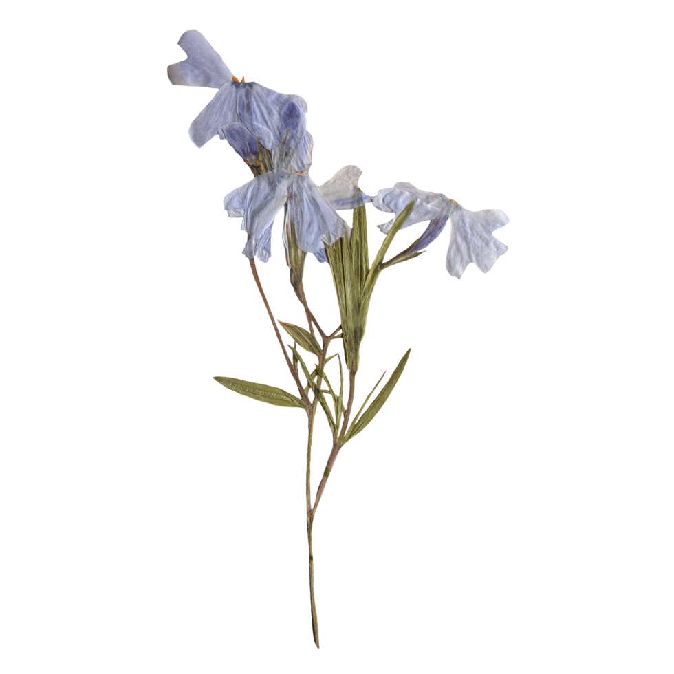 Isolated Pressed and dried Blue Flower. Aesthetic scrapbooking Dry plants png