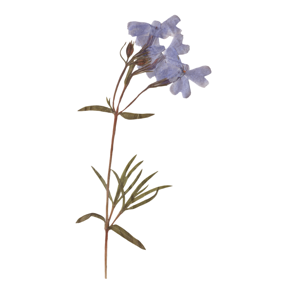 Isolated Pressed and dried Blue Flower. Aesthetic scrapbooking Dry plants png