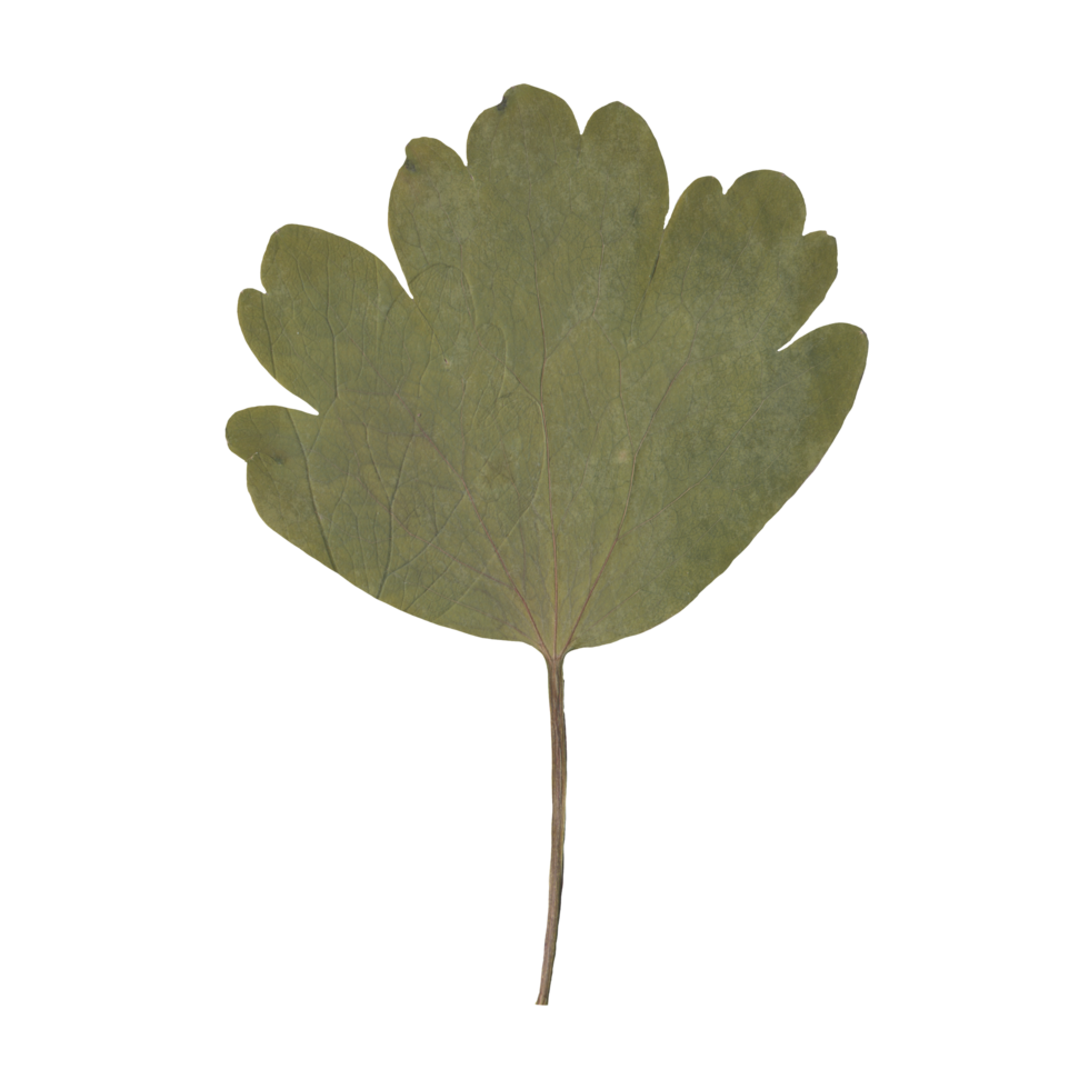 Isolated Pressed and Dried Green Leaf Branch. Aesthetic scrapbooking Dry plants png