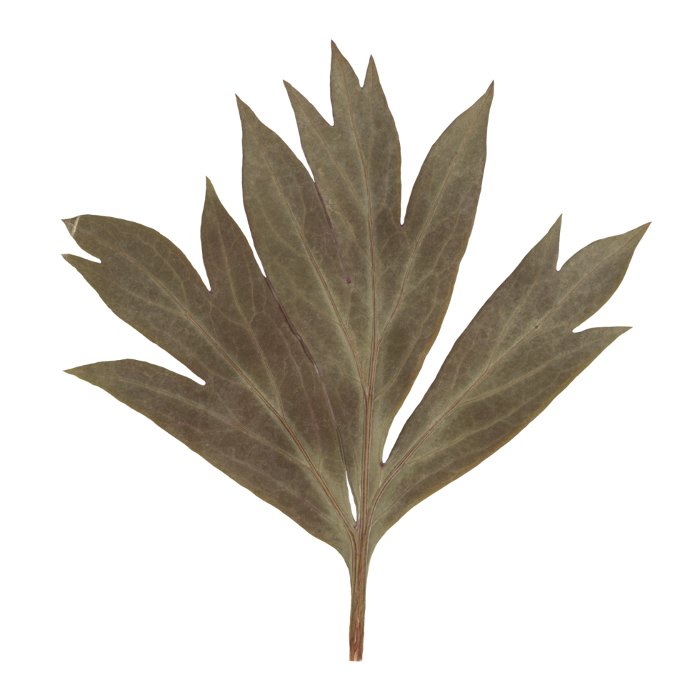 Isolated Pressed and Dried Green Leaf Branch. Aesthetic scrapbooking Dry plants png