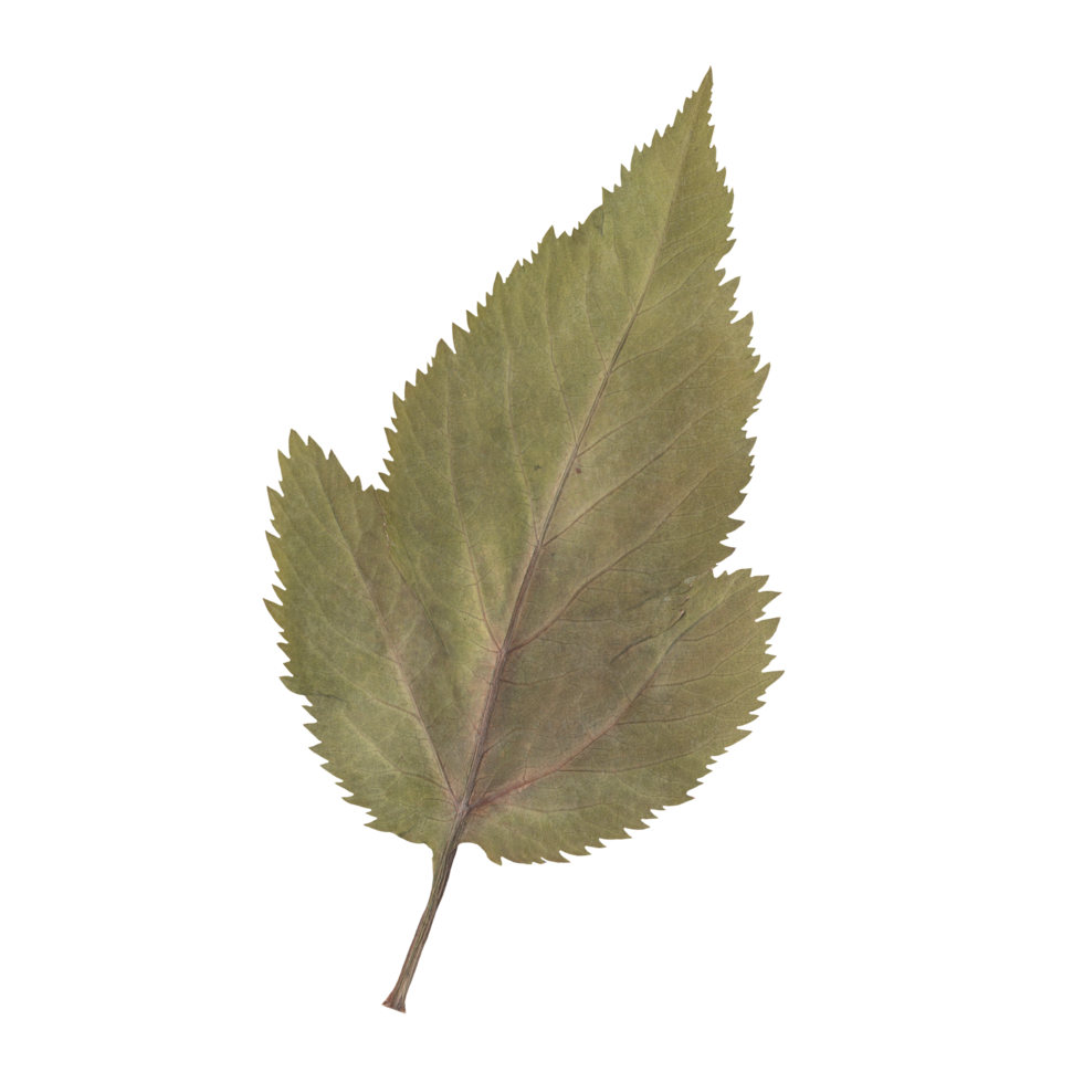 Isolated Pressed and Dried Green Leaf Branch. Aesthetic scrapbooking Dry plants png