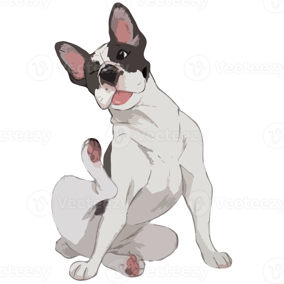 Cute Dog Image png