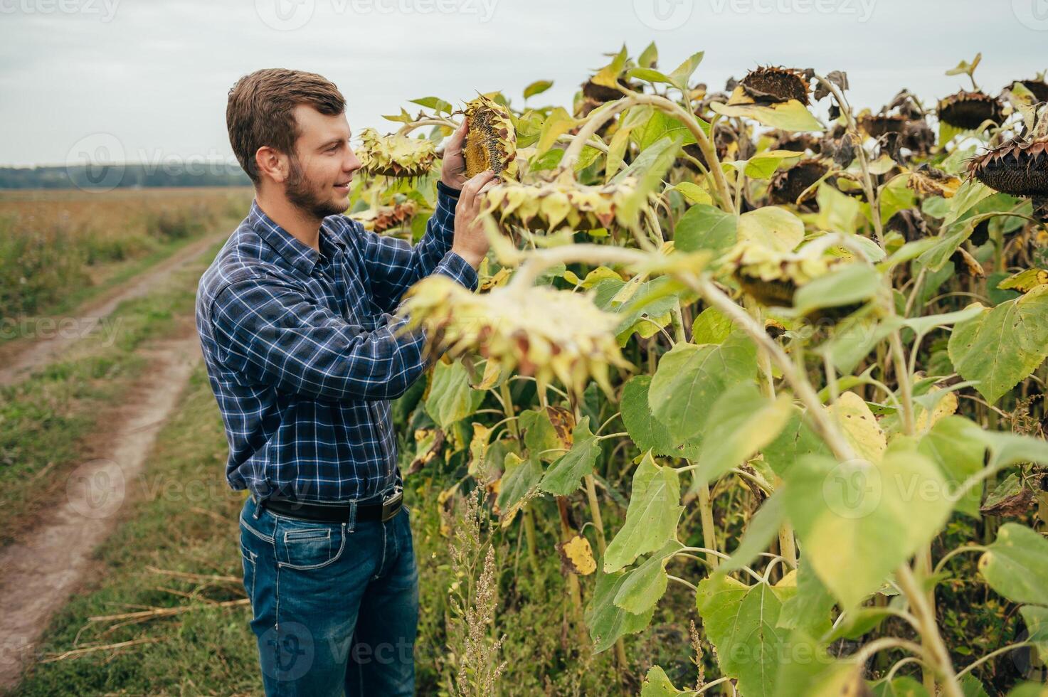 Agronomist holds tablet touch pad computer in the sunflower field and examining crops before harvesting. Agribusiness concept. agricultural engineer standing in a sunflower field with a tablet. photo