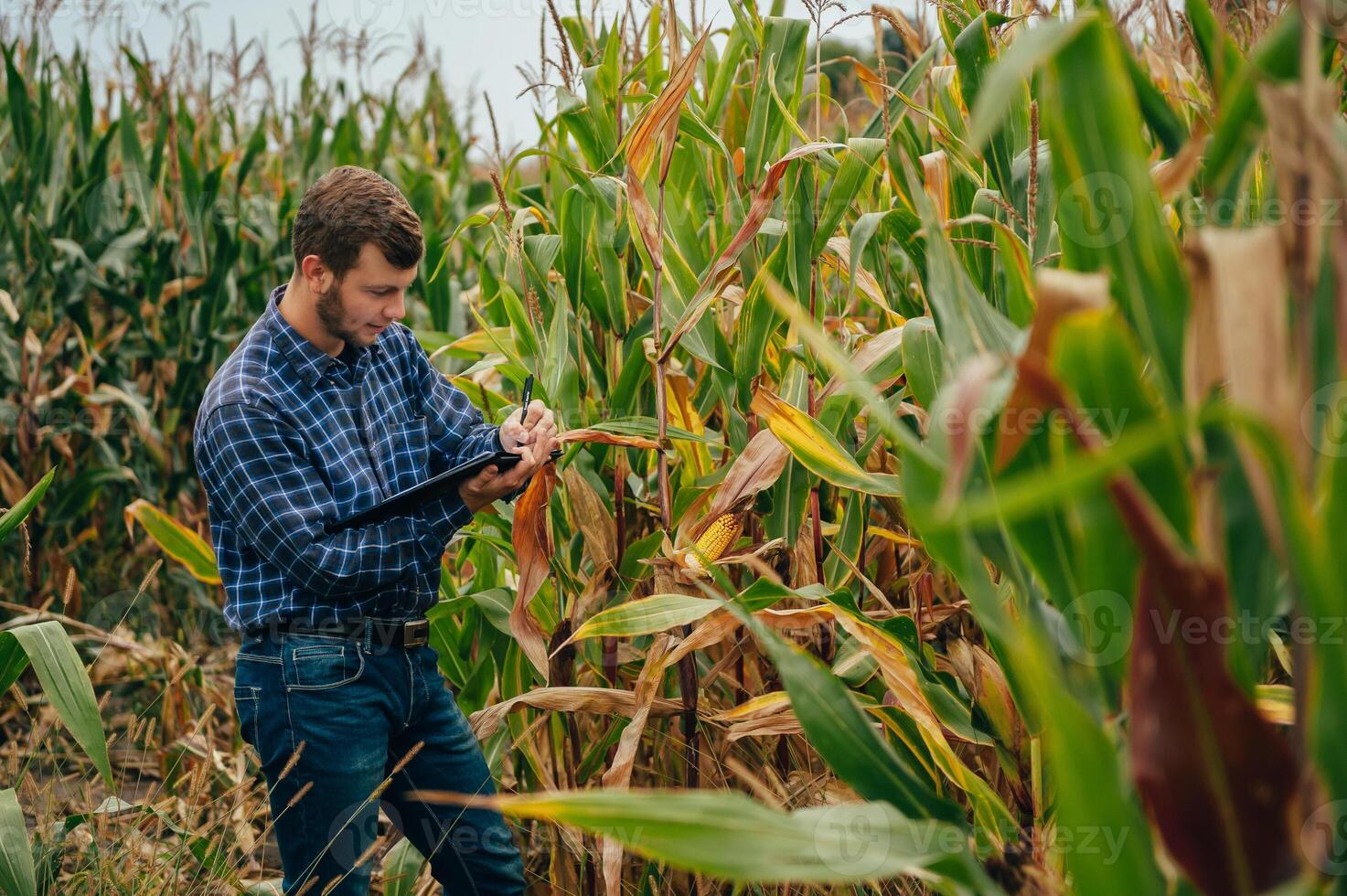 Agronomist holds tablet touch pad computer in the corn field and examining crops before harvesting. Agribusiness concept. agricultural engineer standing in a corn field with a tablet. photo