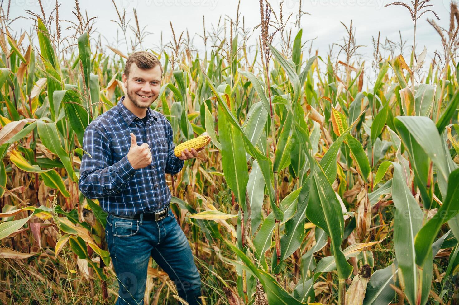 Agronomist holds tablet touch pad computer in the corn field and examining crops before harvesting. Agribusiness concept. agricultural engineer standing in a corn field with a tablet. photo