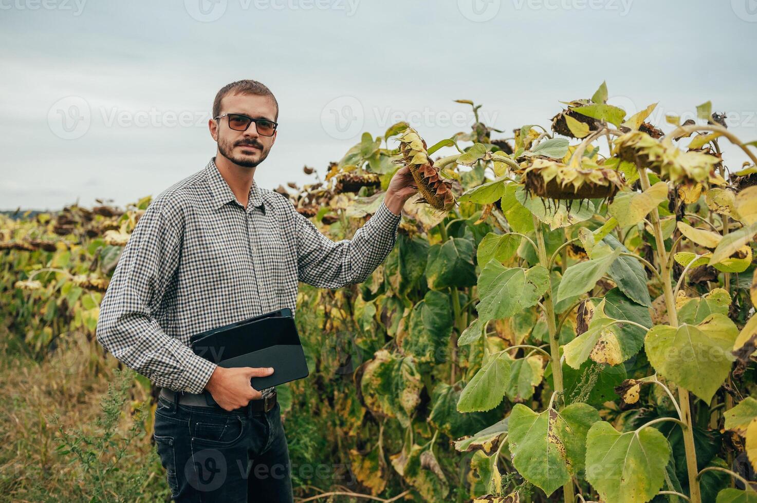 Agronomist holds tablet touch pad computer in the sunflower field and examining crops before harvesting. Agribusiness concept. agricultural engineer standing in a sunflower field with a tablet. photo
