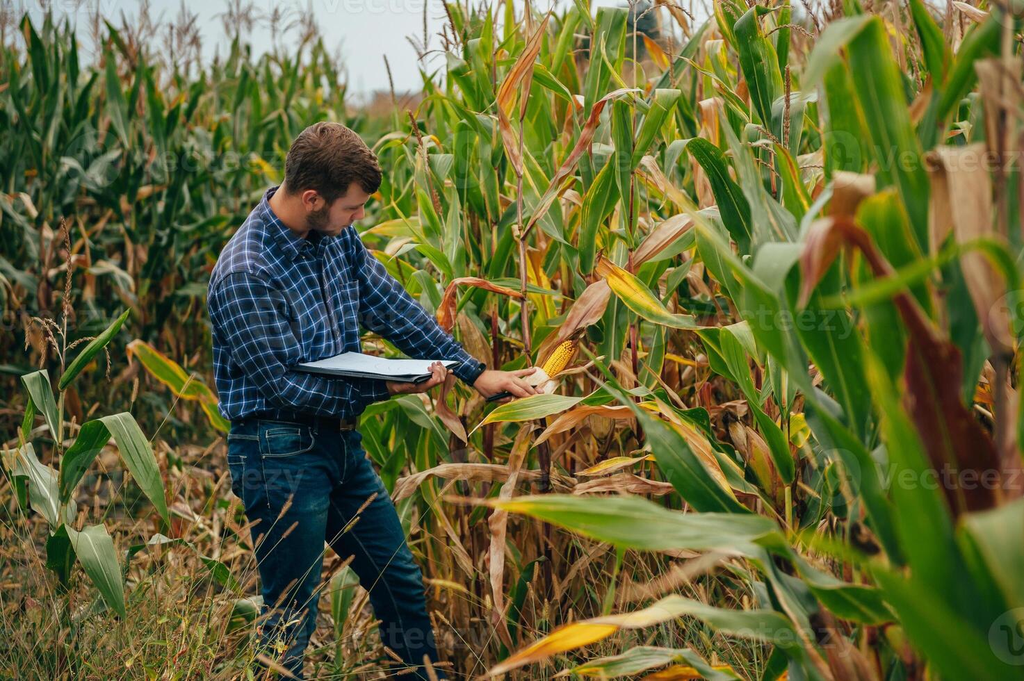 agrónomo sostiene tableta toque almohadilla computadora en el maíz campo y examinando cultivos antes de cosecha. agronegocios concepto. agrícola ingeniero en pie en un maíz campo con un tableta. foto