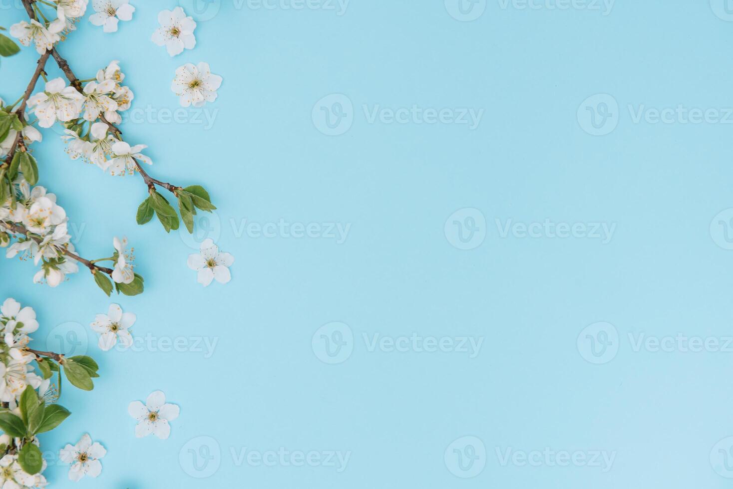 photo of spring white cherry blossom tree on blue background. View from above, flat lay, copy space. Spring and summer background.