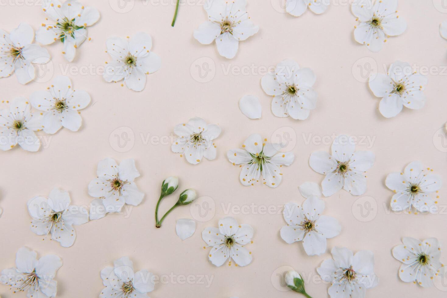 White pastel spring flower on color background . Cherry blossom flower illustration. spring and summer background. Top view. photo