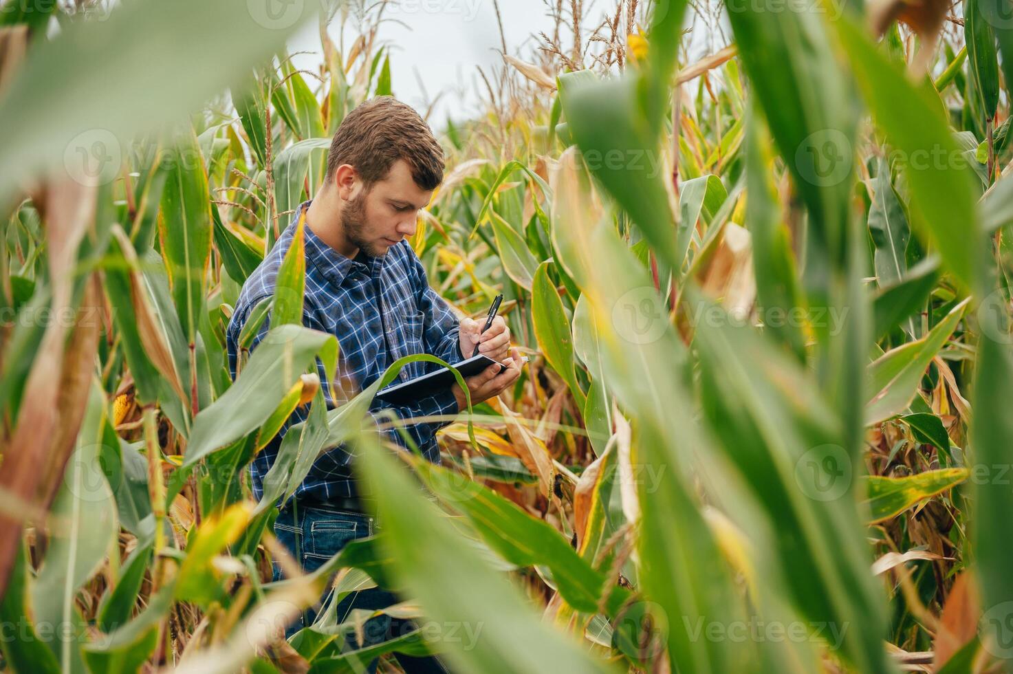 Agronomist holds tablet touch pad computer in the corn field and examining crops before harvesting. Agribusiness concept. agricultural engineer standing in a corn field with a tablet. photo