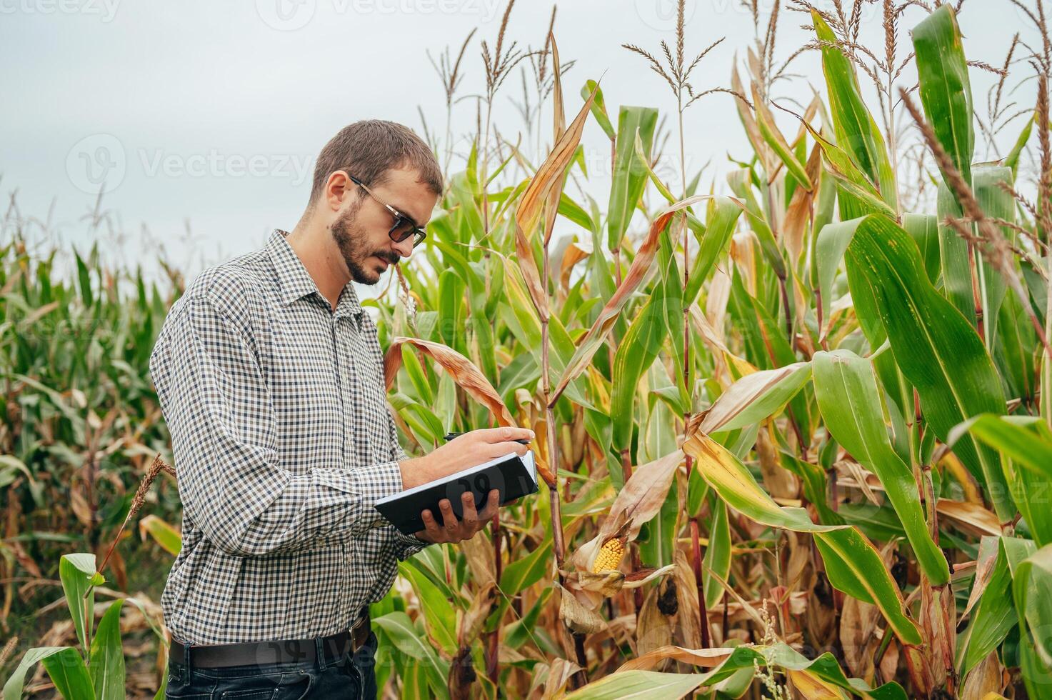 agrónomo sostiene tableta toque almohadilla computadora en el maíz campo y examinando cultivos antes de cosecha. agronegocios concepto. agrícola ingeniero en pie en un maíz campo con un tableta. foto