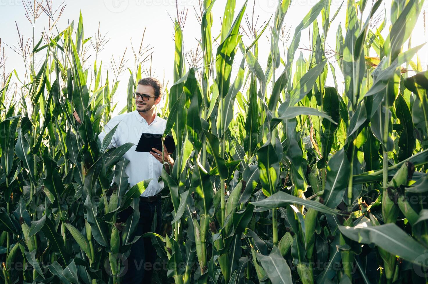 Agronomist holds tablet touch pad computer in the corn field and examining crops before harvesting. Agribusiness concept. agricultural engineer standing in a corn field with a tablet in summer. photo