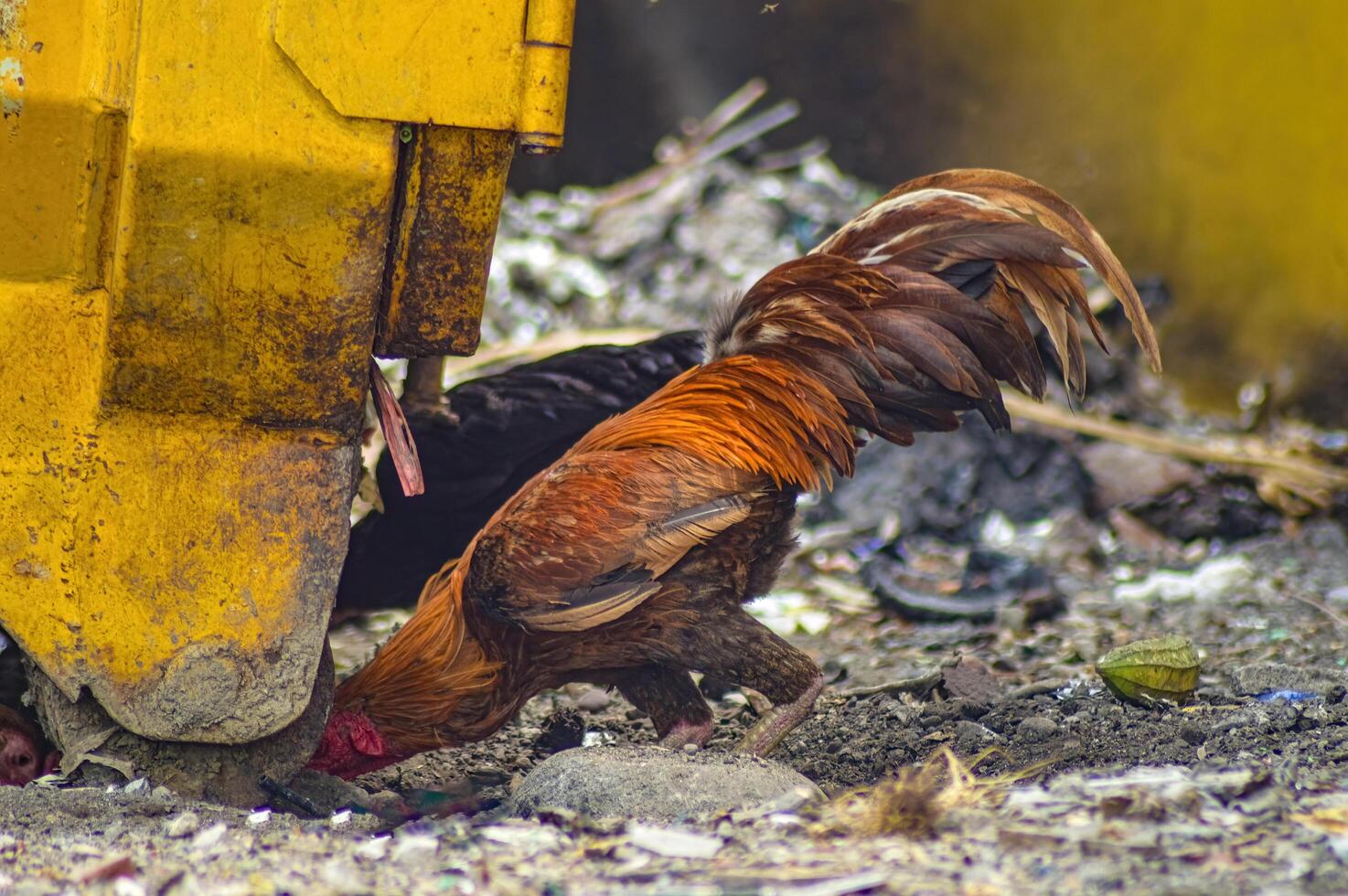 a rooster is looking for food in a temporary garbage shelter photo