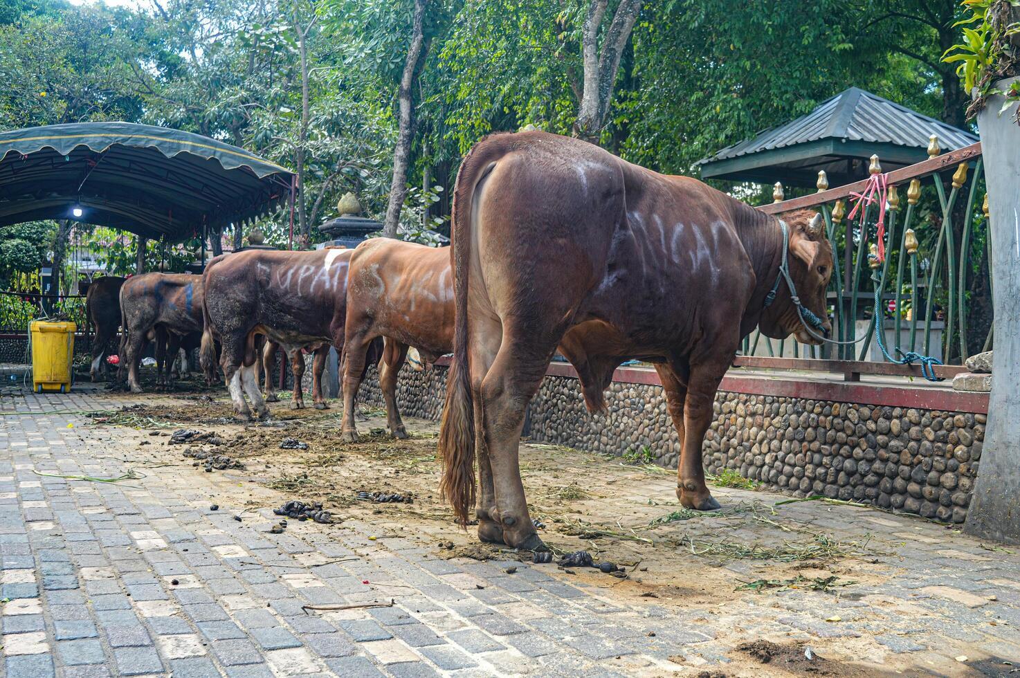 sacrificial cow belonging to the Tulungagung city government during Eid al-Adha photo