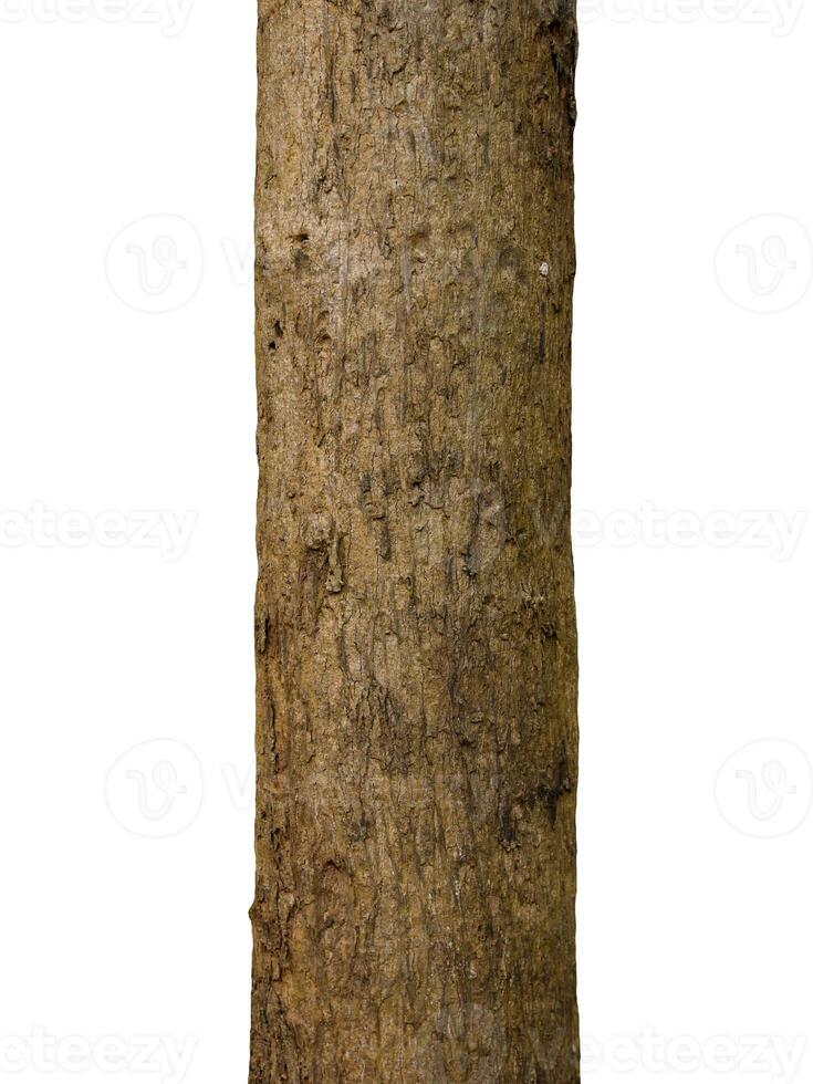 Tree trunk Isolated On White Background photo