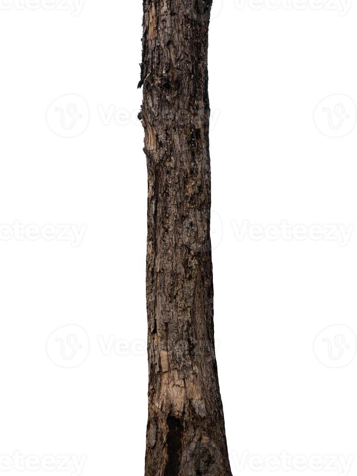 Trunk of a tree Isolated On White Background photo