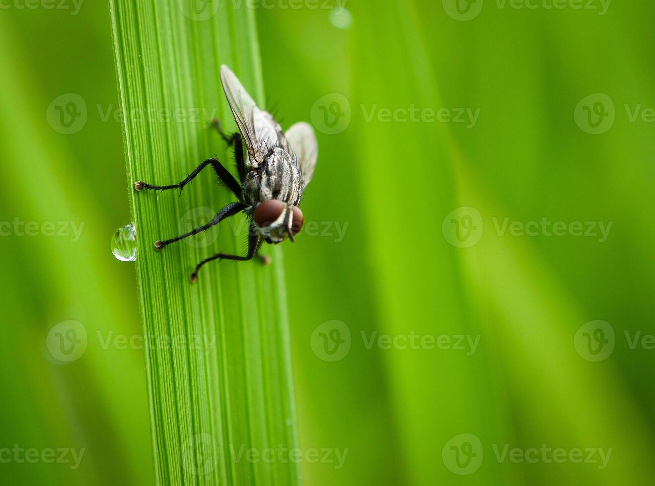 insects fly, light green grass with sunlight photo