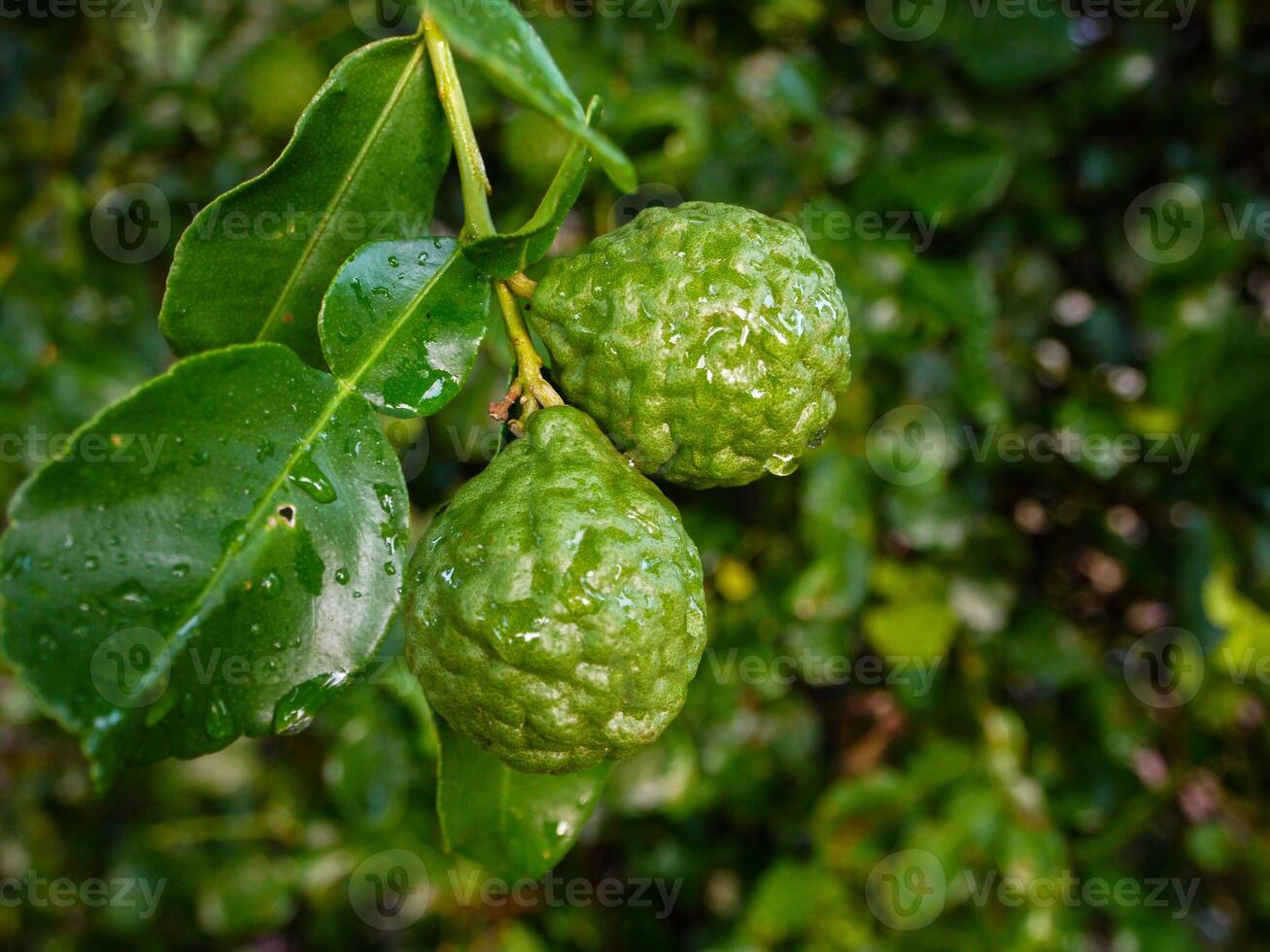 Bergamot and green leaves on the tree. photo