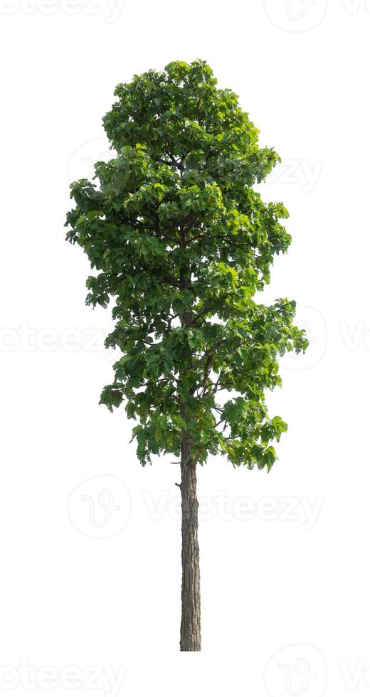 Trees that are isolated on a white background are suitable for both printing and web pages photo
